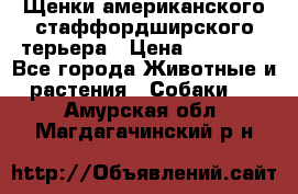 Щенки американского стаффордширского терьера › Цена ­ 20 000 - Все города Животные и растения » Собаки   . Амурская обл.,Магдагачинский р-н